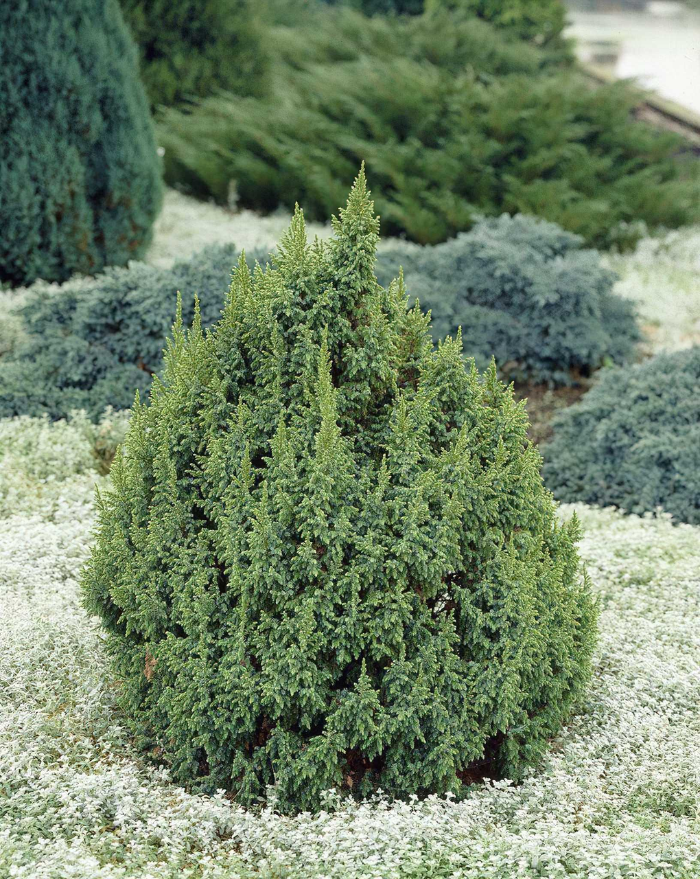 Ялівець лускатий Loderi 4 річний, Ялівець лускатий Лодери, Juniperus squamata Loderi