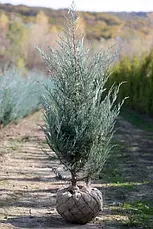 Ялівець скельний Moonlight 2 річний, Можжевельник скальный Мунлайт, Juniperus scopulorum Moonlight, фото 2
