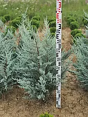 Ялівець скельний Moonlight 2 річний, Можжевельник скальный Мунлайт, Juniperus scopulorum Moonlight, фото 4