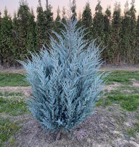 Ялівець скельний Moonlight 2 річний, Можжевельник скальный Мунлайт, Juniperus scopulorum Moonlight, фото 1