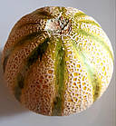 Диня Канталупа Італійська 10 шт (zip-пакет), фото 5