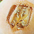 Диня Канталупа Італійська 10 шт (zip-пакет), фото 3