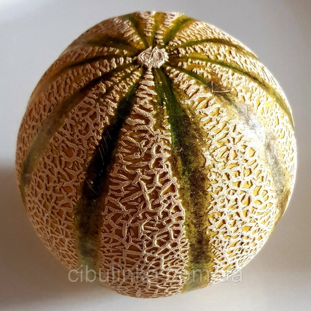 Диня Канталупа Італійська 10 шт (zip-пакет), фото 1