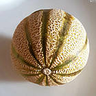 Диня Канталупа Італійська 10 шт (zip-пакет), фото 4