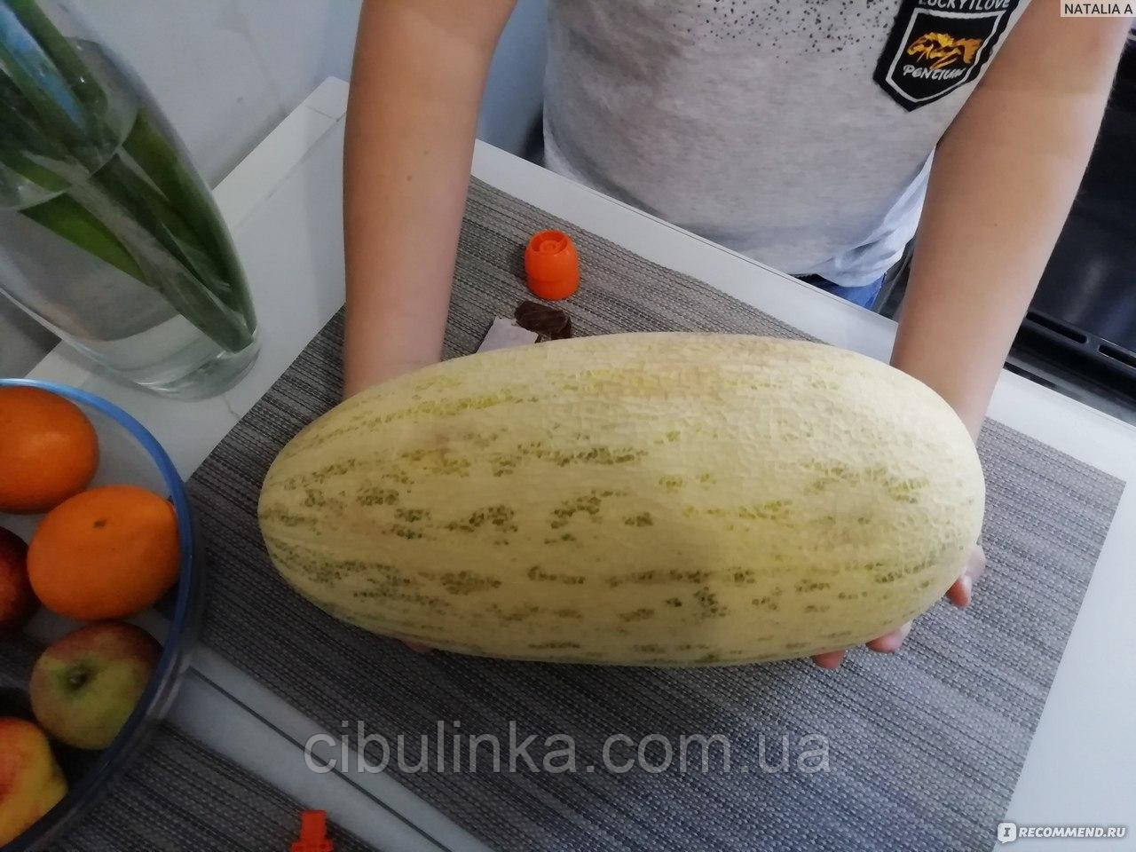 Диня Торпеда Італія 10 шт (zip-пакет), фото 1