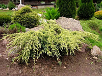 Ялівець лускатий 'Холгер' 3- річний Можжевельник чешуйчатый Холгер Juniperus squamata 'Holger'