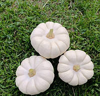 Семена тыквы декоративной Бейби Бу (6 шт)