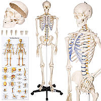 Объемный анатомический скелет человека 181 см