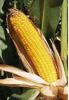 Семена кукурузы Amelior/ Амелиор