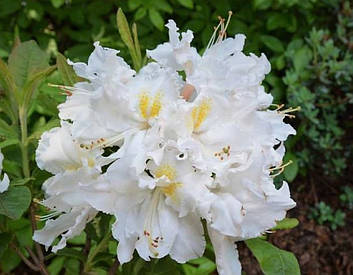 Рододендрон листопадний Oxydol 3 річний, Рододендрон листопадный Оксидол, Rhododendron Oxydol