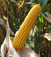 Семена кукурузы Mas 25.Ф/ Мас 25.F