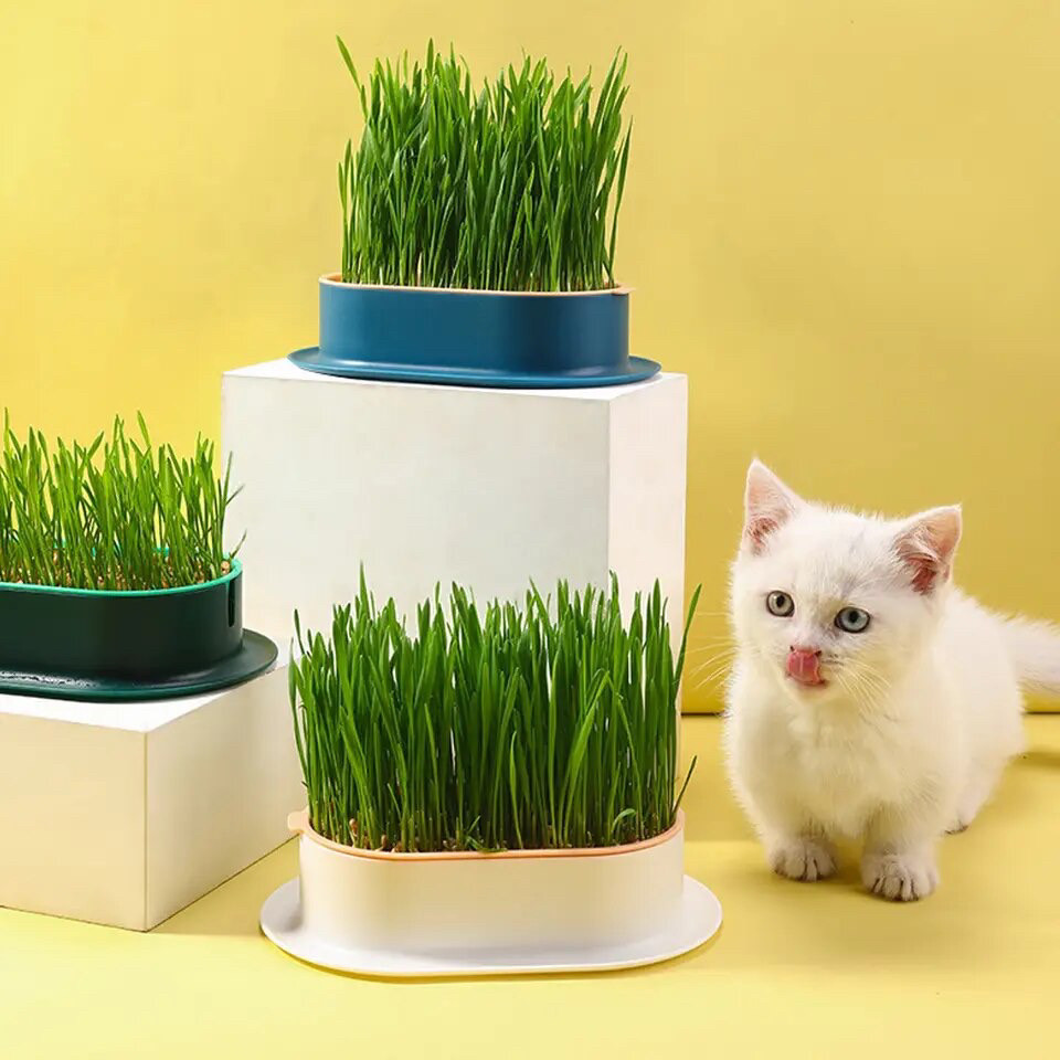 Багаторазова форма для вирощування зелені/котячої трави, Зелений