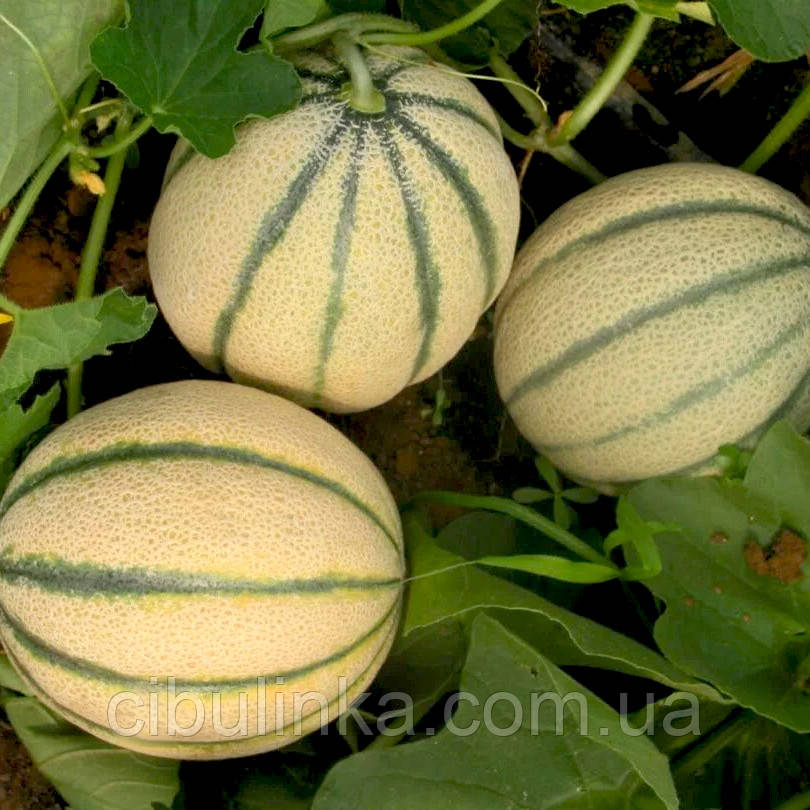 Дыня Блонди F1 Италія 10 шт, фото 1