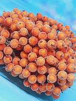 Калина (ягода) в сахаре 12 мм, цвет оранжевый, 1 пучок (38-40 ягод).