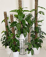 Опора из мха для комнатных растений 1/4 см