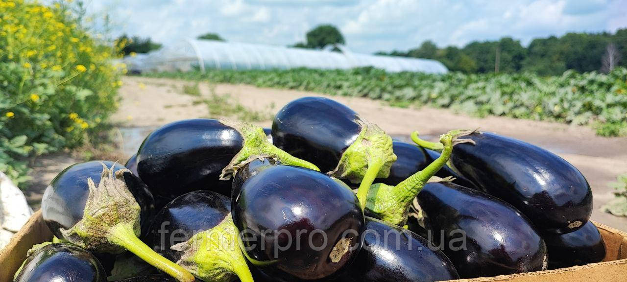 Насіння Баклажана Навал F1, 500 насінин,Sakata, фото 1