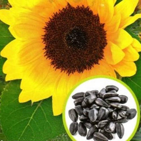 Насіння соняшника Лакомка (Інк.), фото 1