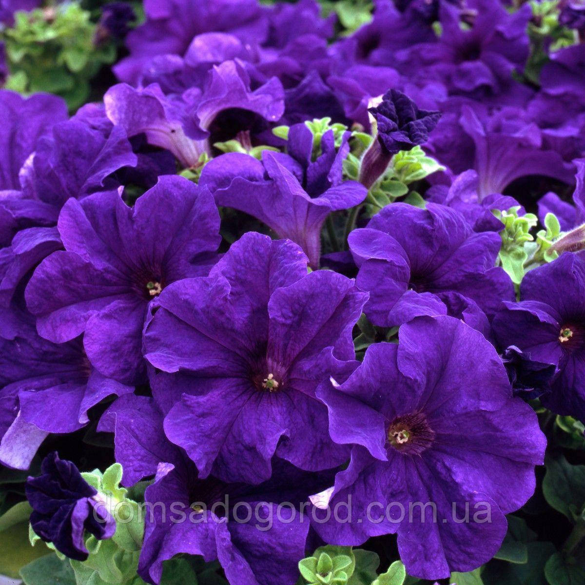 Петунія SAKATA Eagle F1 Blue 1000 штраж