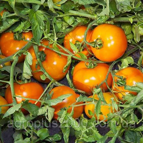 Насіння Томат детермінантний Нуксі F1, 25 насінин Kitano Seeds