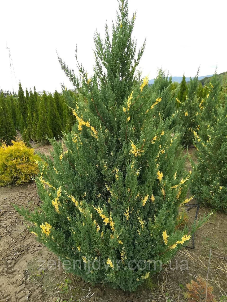 Ялівець китайський 'Стрікта Варієгата' 2,5 річний Juniperus chinensis 'Stricta Variegata'