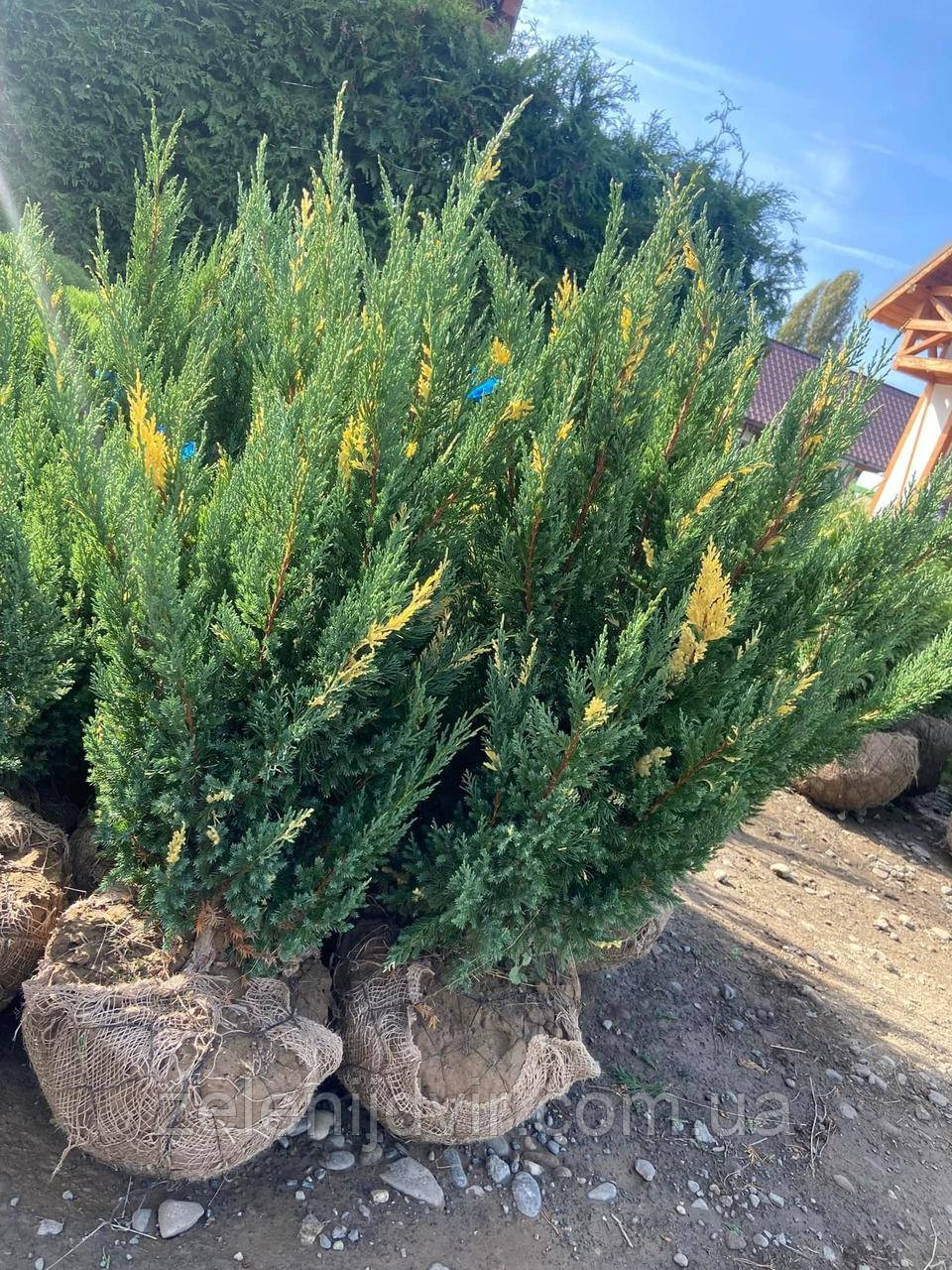 Можжевельник китайский 'Стрикта Вариегата' 2,5 года Juniperus chinensis 'Stricta Variegata' - фото 7 - id-p1245949778