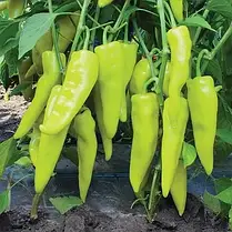 Насіння Перець гострий Кампай F1, 8 насіння Kitano Seeds, фото 5