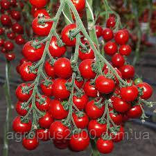 Насіння Томат чері Конорі F1, 250 насінин Kitano Seed, фото 1