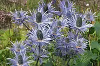 Корневище синеголовника, Синеголовник альпійський Eryngium alpinum 1 шт