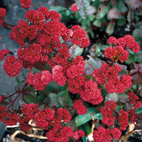 Седум видний 'Marchants Best Red'