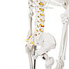 Скелет людини — 170 см Malatec 22583, фото 8