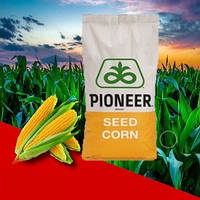 Семена кукурузы П7043, P7043 ФАО-160