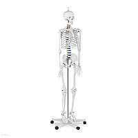 Об'ємний анатомічний скелет людини 176 см + плакат