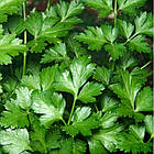 Насіння Петрушка Гігантела Яскрава 2 г, фото 3