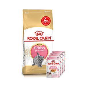 АКЦІЯ! Сухий корм Royal Canin Kitten British Shorthair для кошенят британської кішки, 2 КГ + 4 вологих паучів У ПОДАРУНОК!