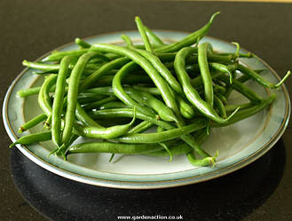 Стручкова квасоля заморожена ціла, мінімальна фасування для замовлення 2.5, у ящику 10 кг