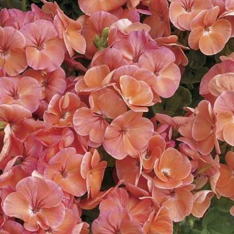 Пеларгонія садова Multibloom Salmon Syngenta 5 шт