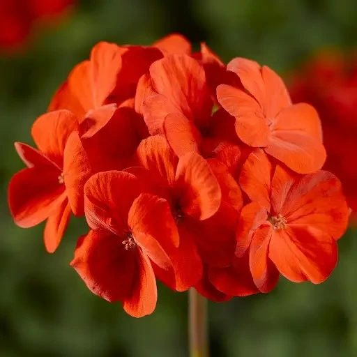 Пеларгонія Pinto Premium Orange Syngenta 5 шт