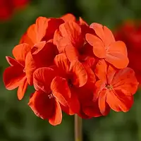 Пеларгонія Pinto Premium Orange Syngenta 5 шт