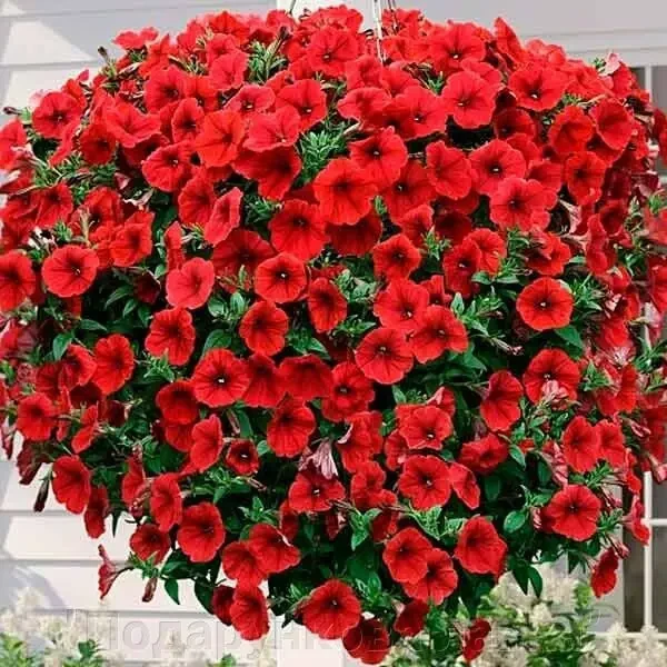 Петунія Opera Supreme F1 Red Takii seed 3 насінини