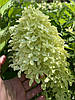 Гортензія волотиста Magical Lime Sparkle 4 річна, Гортензия метельчатая Меджикал Лайм Спаркл, Hydrangea, фото 10
