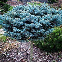 Ялина Glauca Globosa на штамбі 0, 6м 1,5 річна Ель колючая Глаука Глобоза на штамбе, Picea pungens