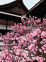 Картина по номерам. Art Craft "Японская вишня" 40*50 см Adore Картина за номерами. Art Craft "Японська вишня"