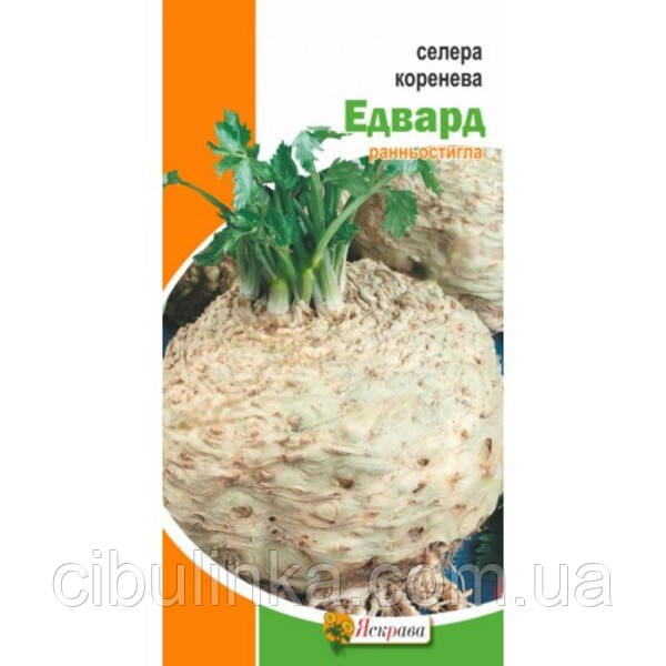 Насіння Селера коренева Едвард Яскрава 0,2 г, фото 1