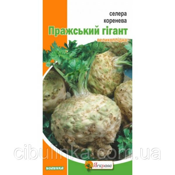 Насіння Селера коренева Празький гігант Яскрава 0,2 г, фото 1