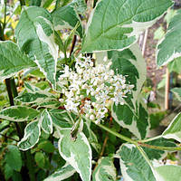 Кизил Elegantissima Белый, бежевый, кремовый 1шт. Florium