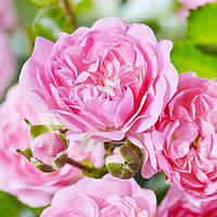 Роза The Fairy Полиантовая Розовый Саженцы 1шт. Florium