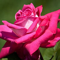 Роза Acapella Тантау Разноцветный Саженцы 1шт. Florium