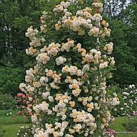 Роза Ghislaine de Feligonde Ропару Разноцветный Саженцы 1шт. Florium
