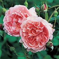 Роза Strawberry Hill Дэвида Остина Розовый Саженцы 1шт. Florium