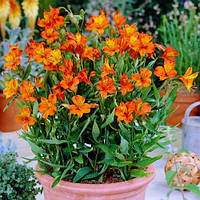 Альстромерия Orange King Оранжевый Саженцы 2шт. Florium